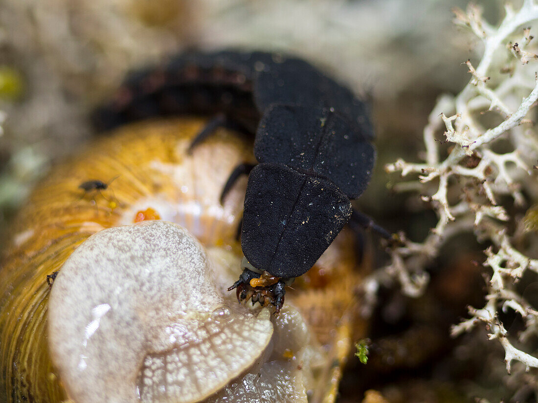Firefly larva feeding on a snail