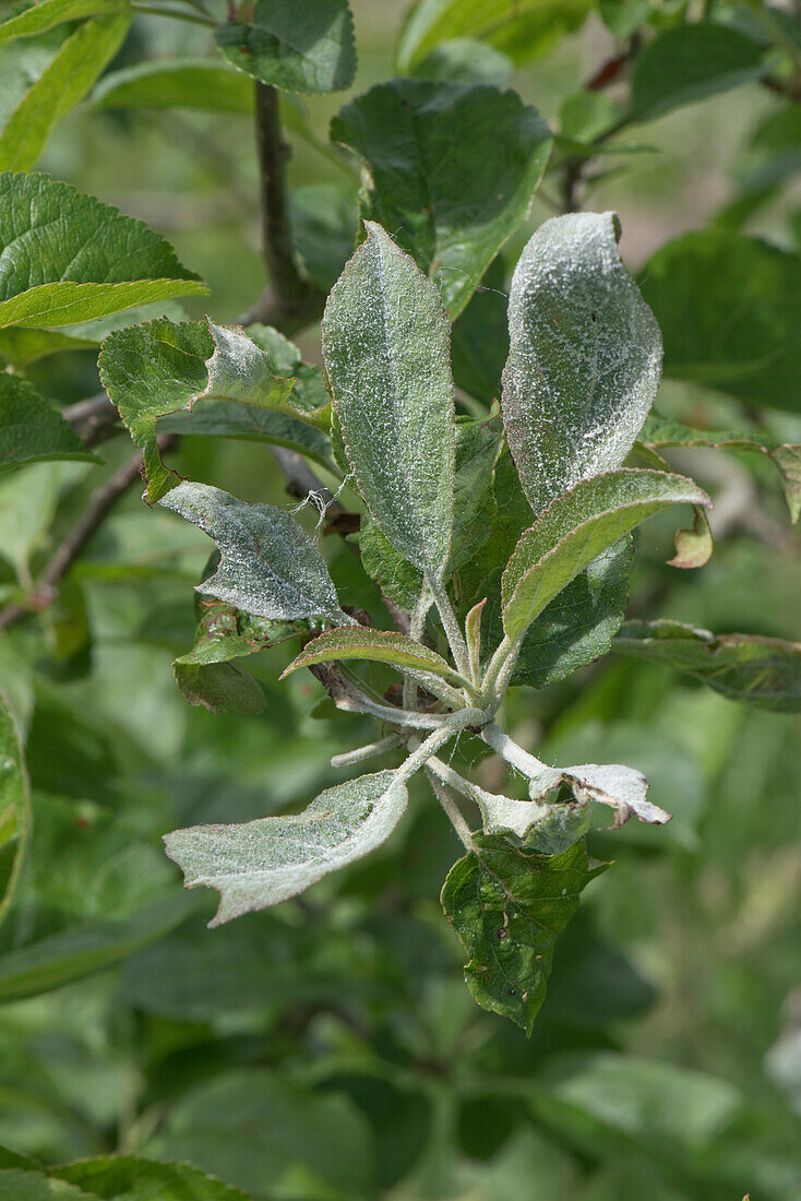 Powdery mildew apple