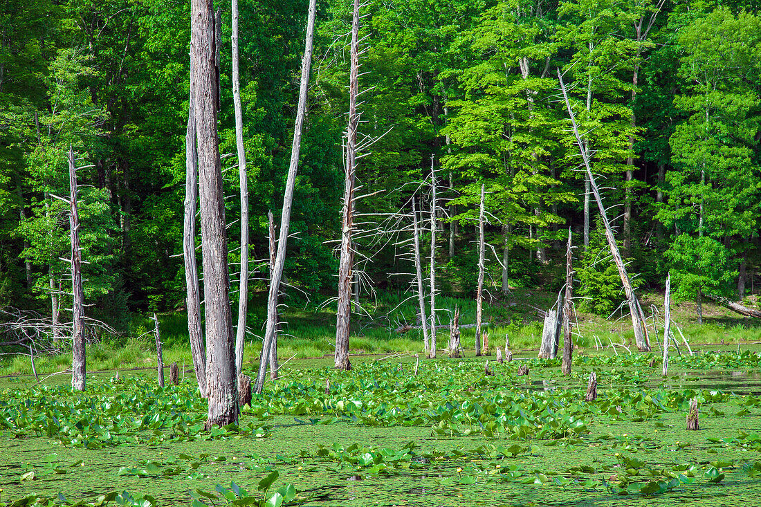 Beaver created wetland