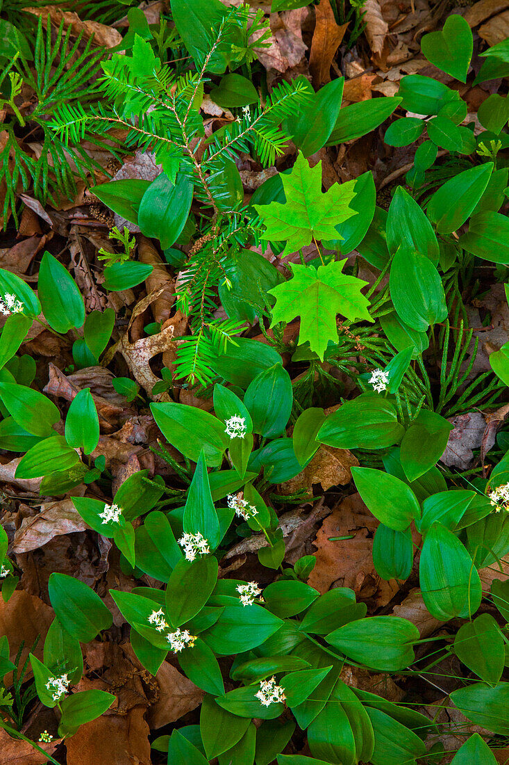 Forest floor in early summer