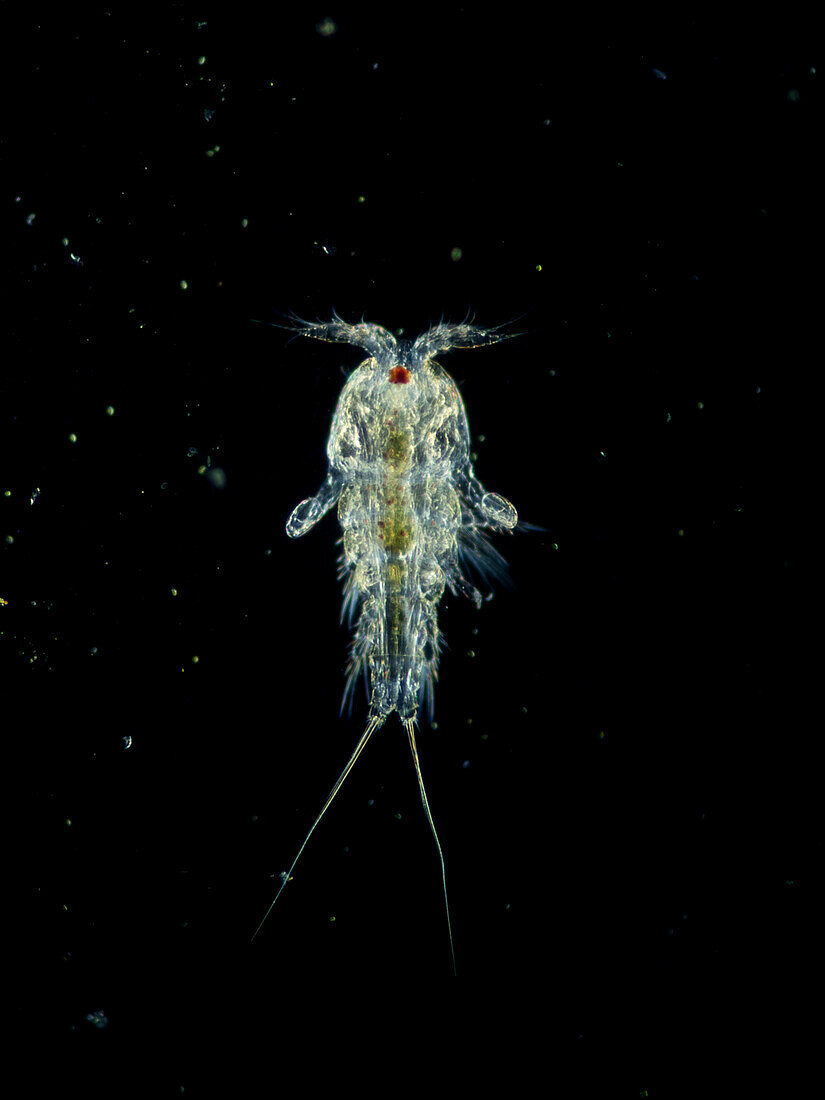 Marine copepod, light micrograph