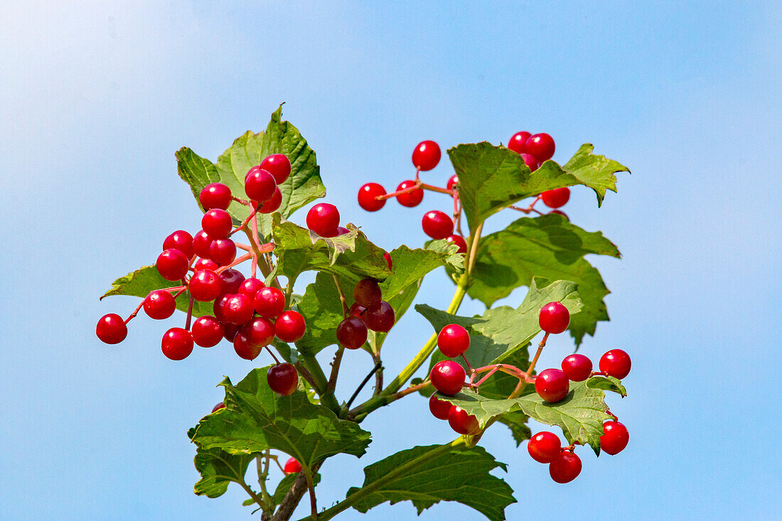 Highbush cranberry