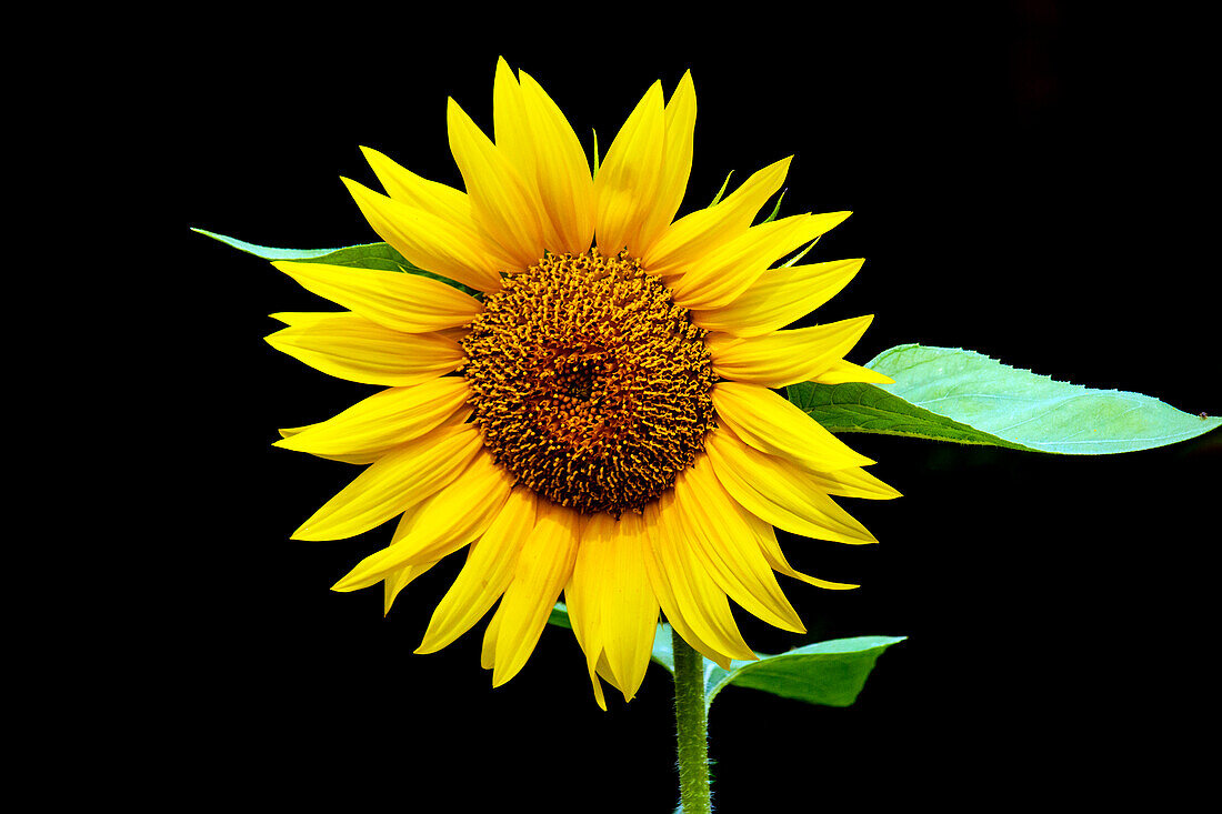 Domestic sunflower