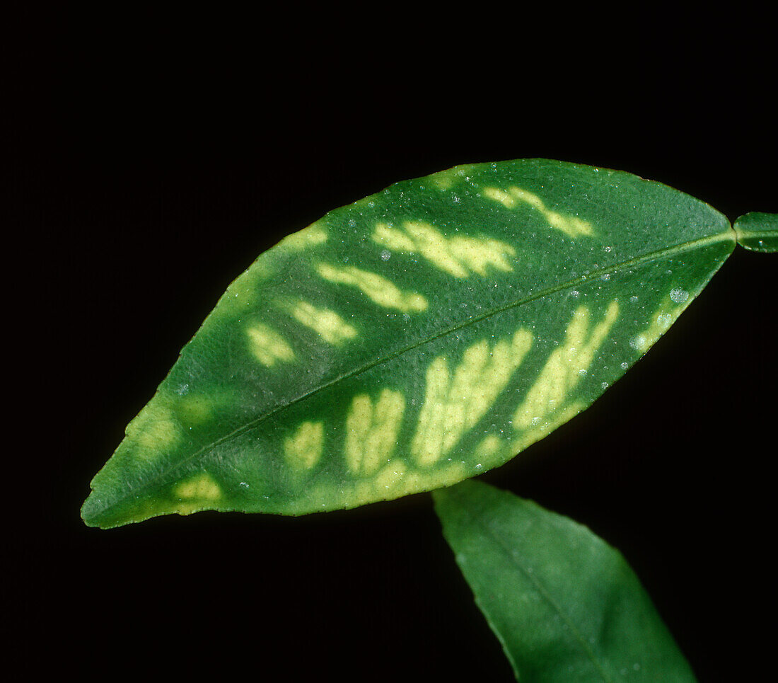 Citrus greening leaf chlorosis