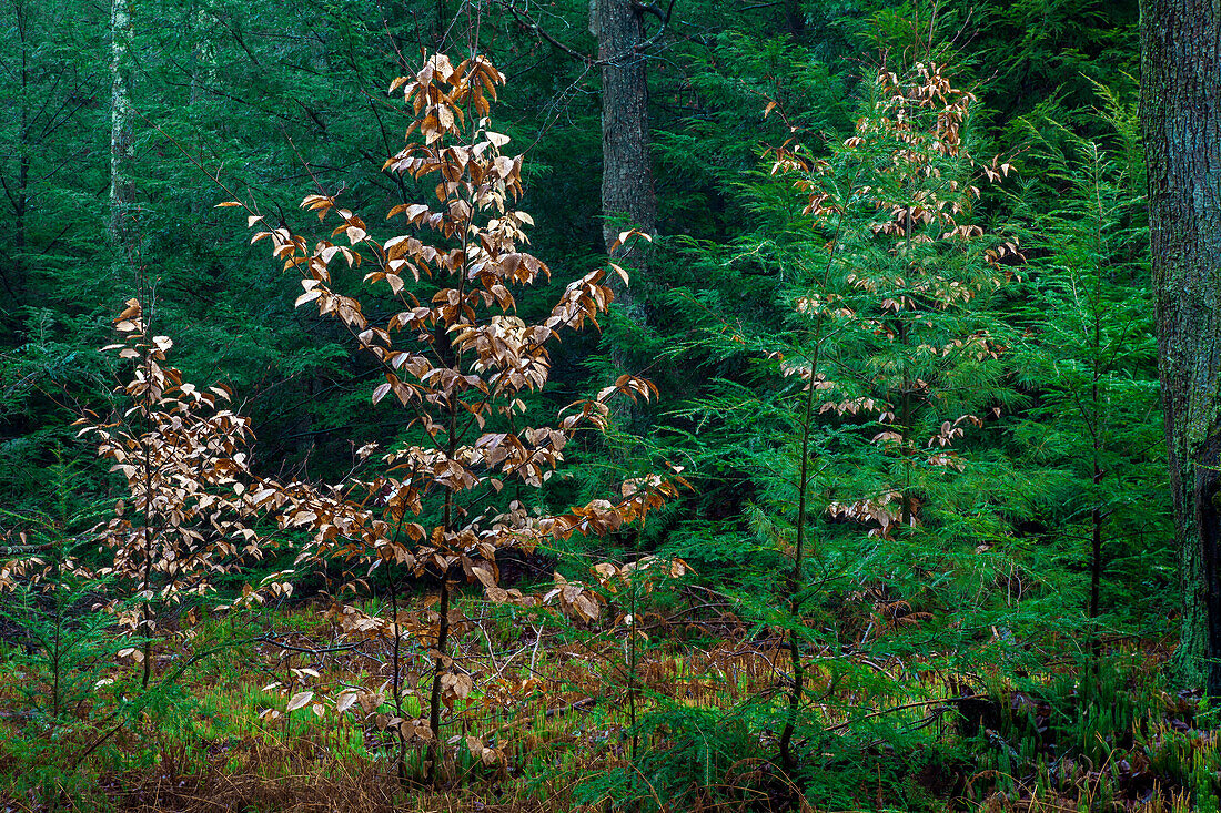 Forest succession