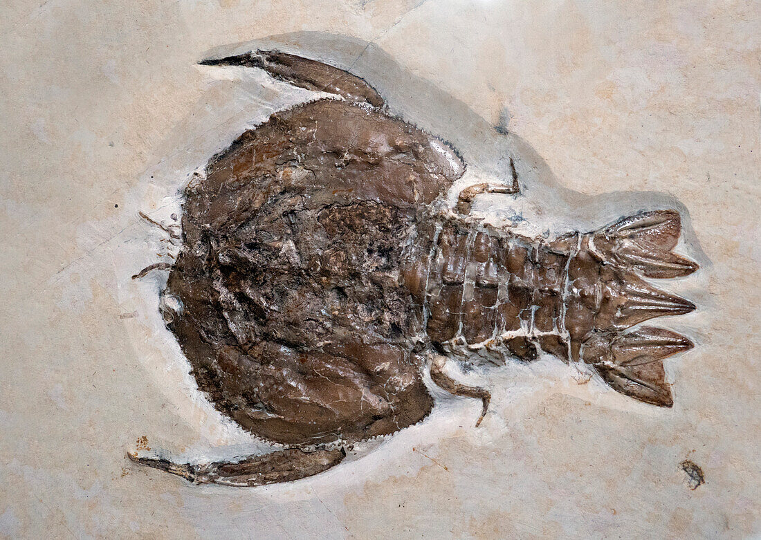 Fossil polychelidan lobster