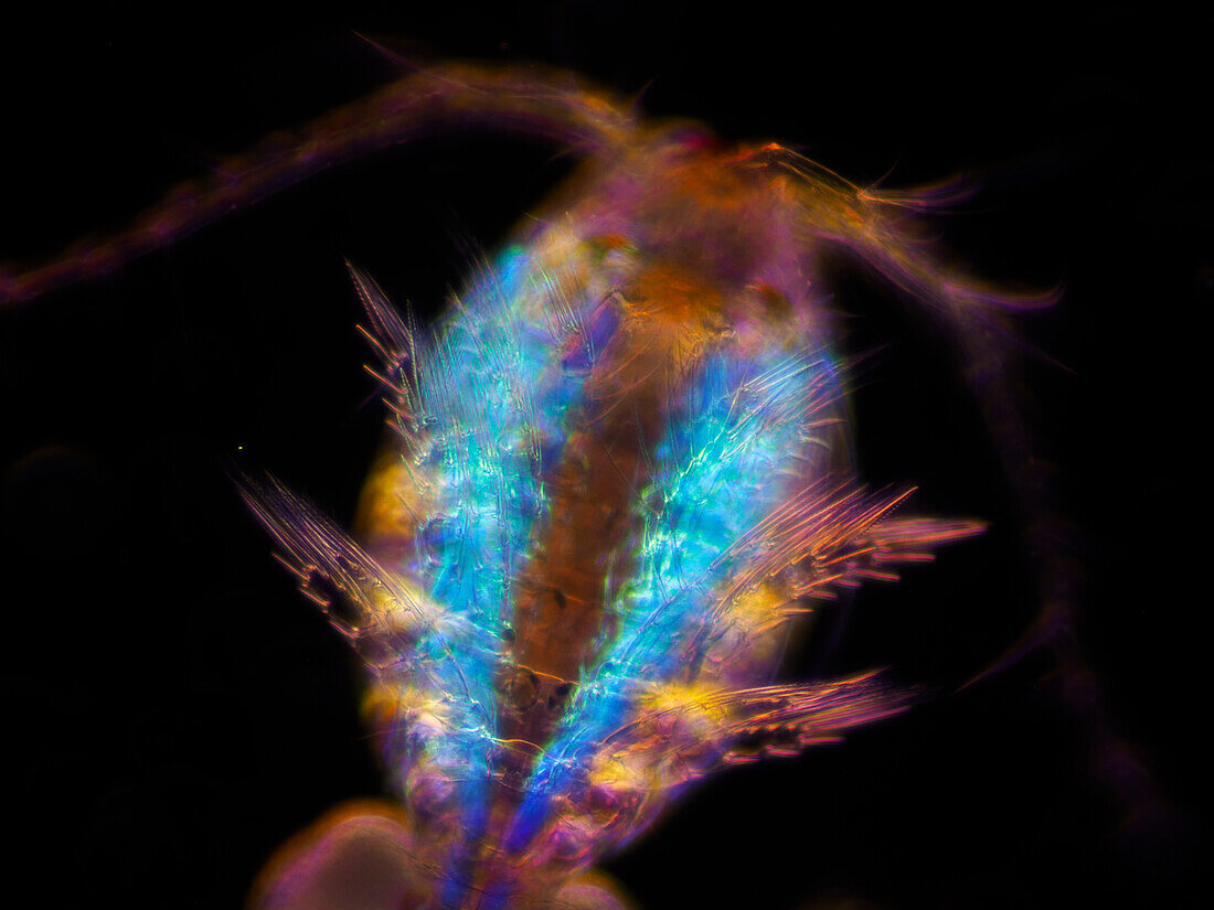 Copepod, light micrograph