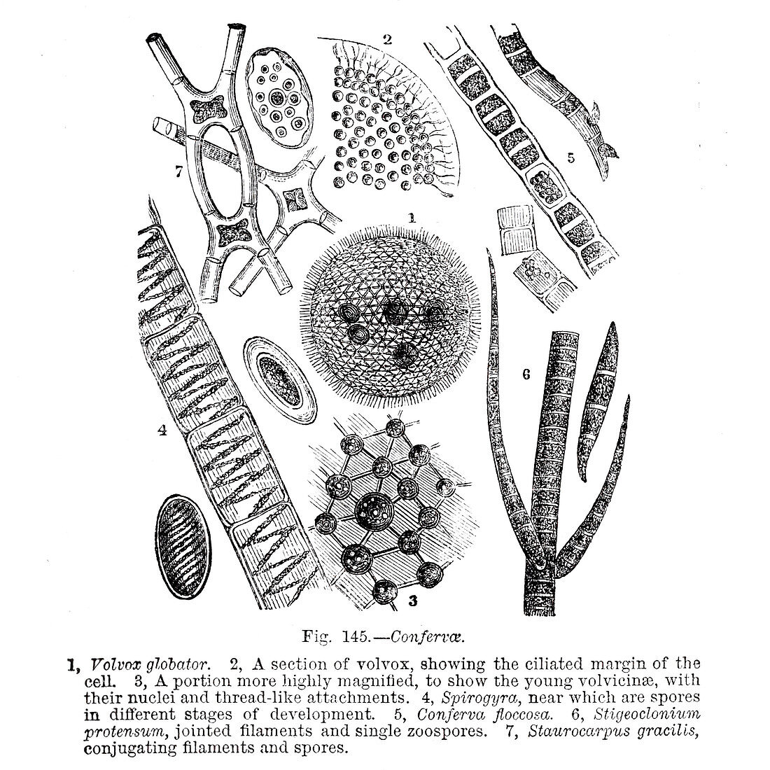 Plant and fungi microscopy, 19th century illustration