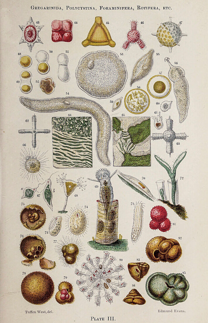 Cells under microscope, 19th century illustration