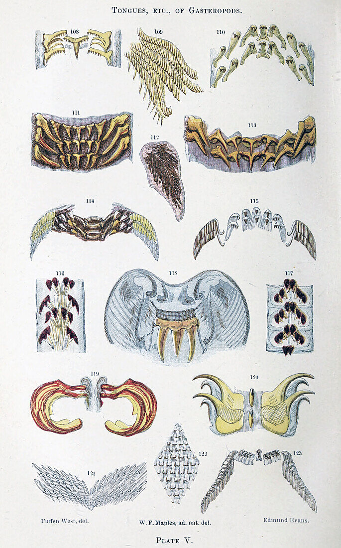 Organisms under microscope, 19th century illustration