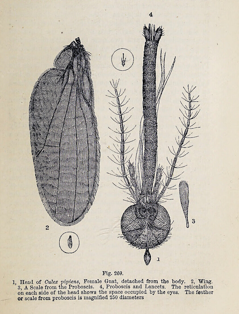 Organisms under microscope, 19th century illustration