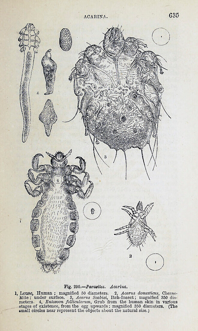 Organisms under microscope, 19th century illustration