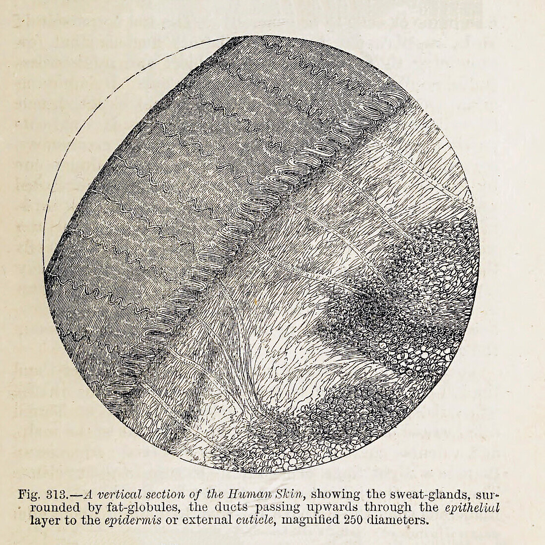 Organisms under microscope, 19th century illustration