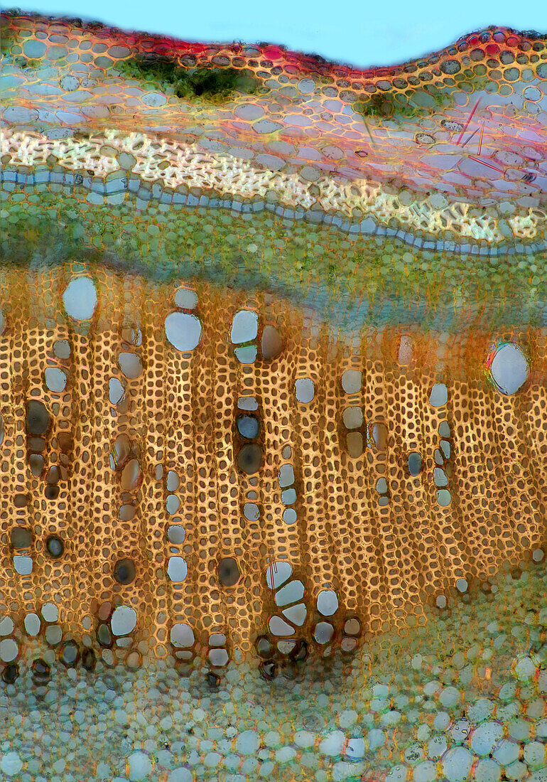 Evening primrose stalk, light micrograph