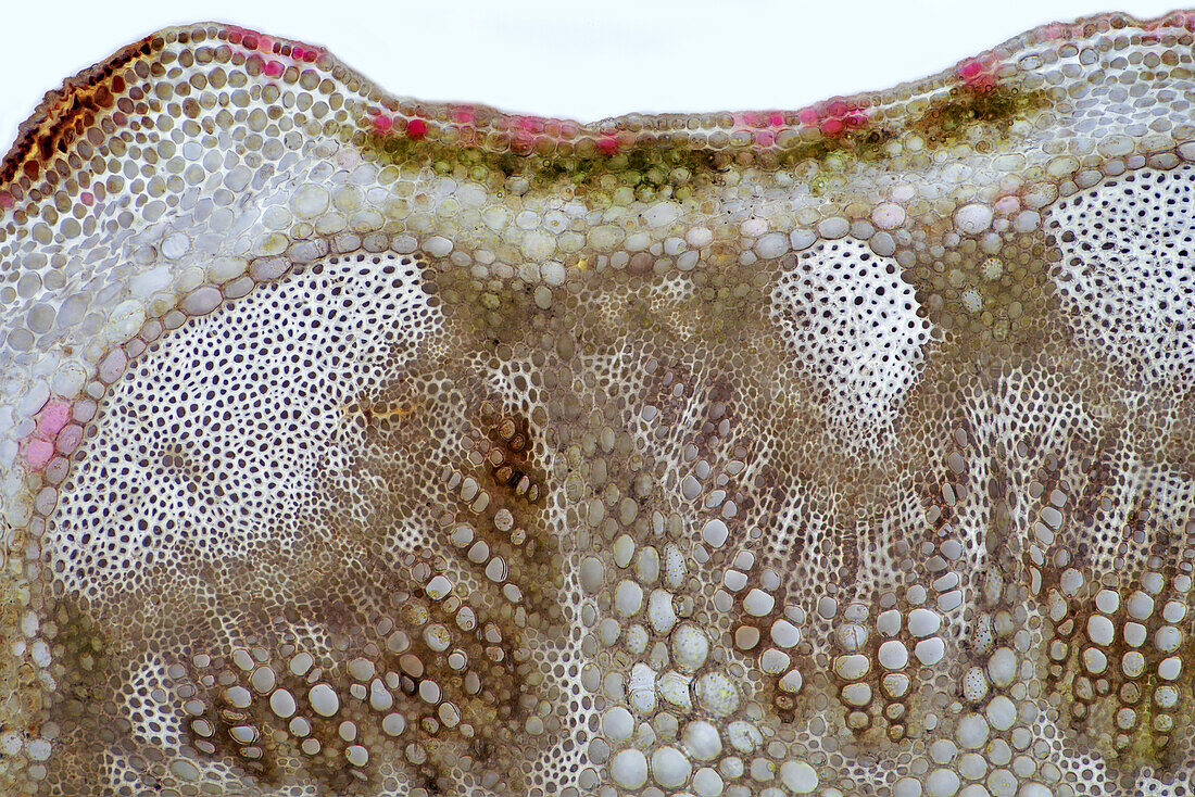 Tansy (Tanacetum vulgare) stalk, light micrograph