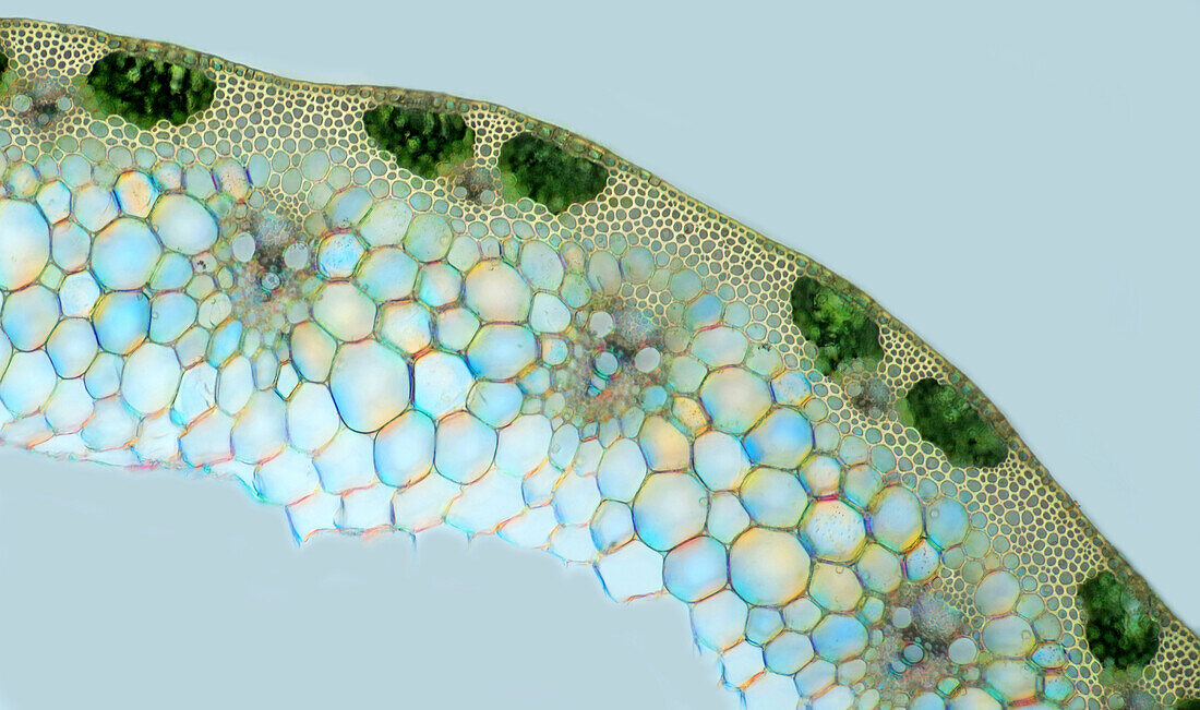 Rye stalk, light micrograph