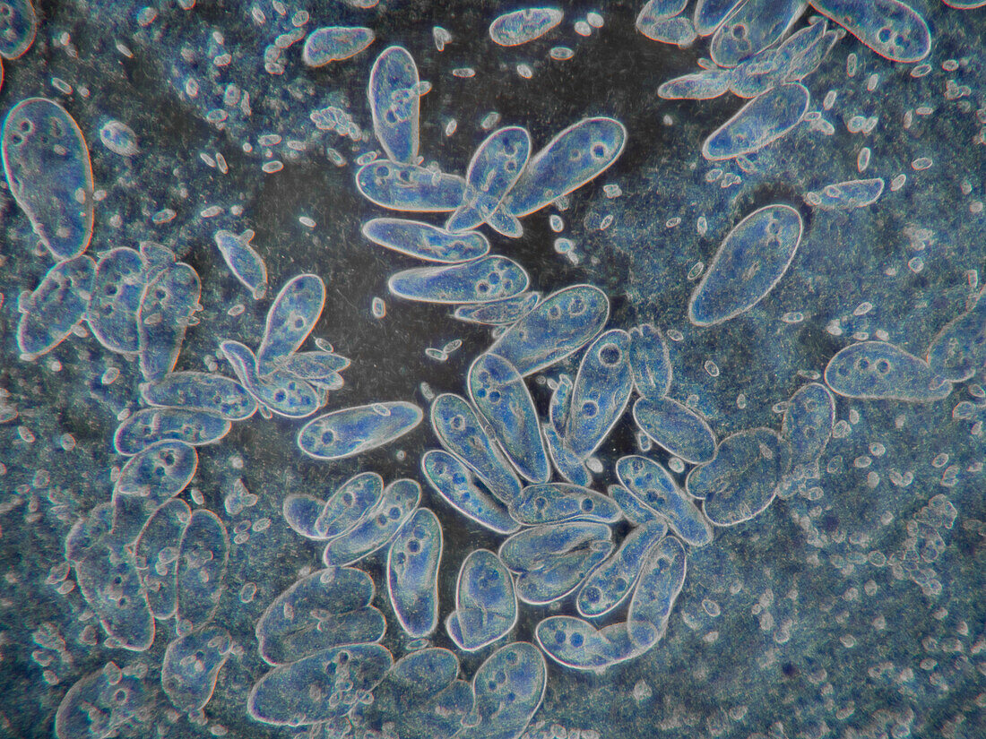 Paramecium ciliate, light micrograph