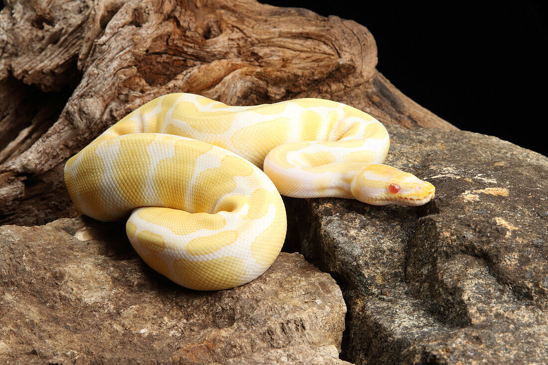 Albino ball python on rocks
