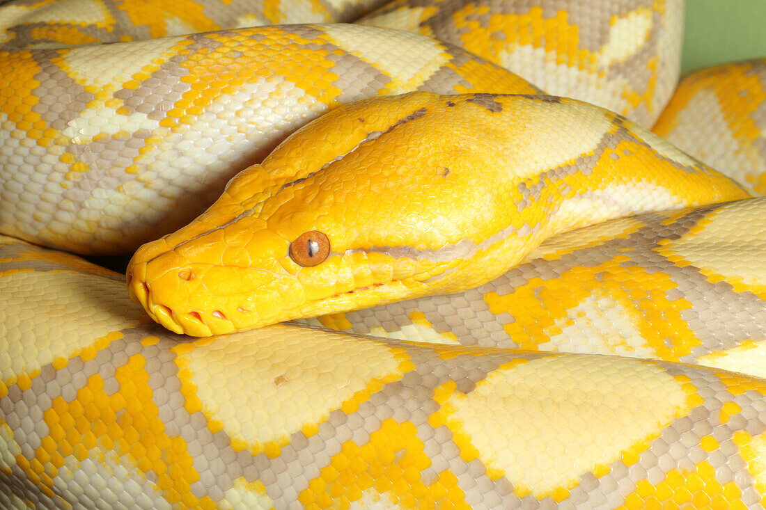 Albino lavender reticulated python