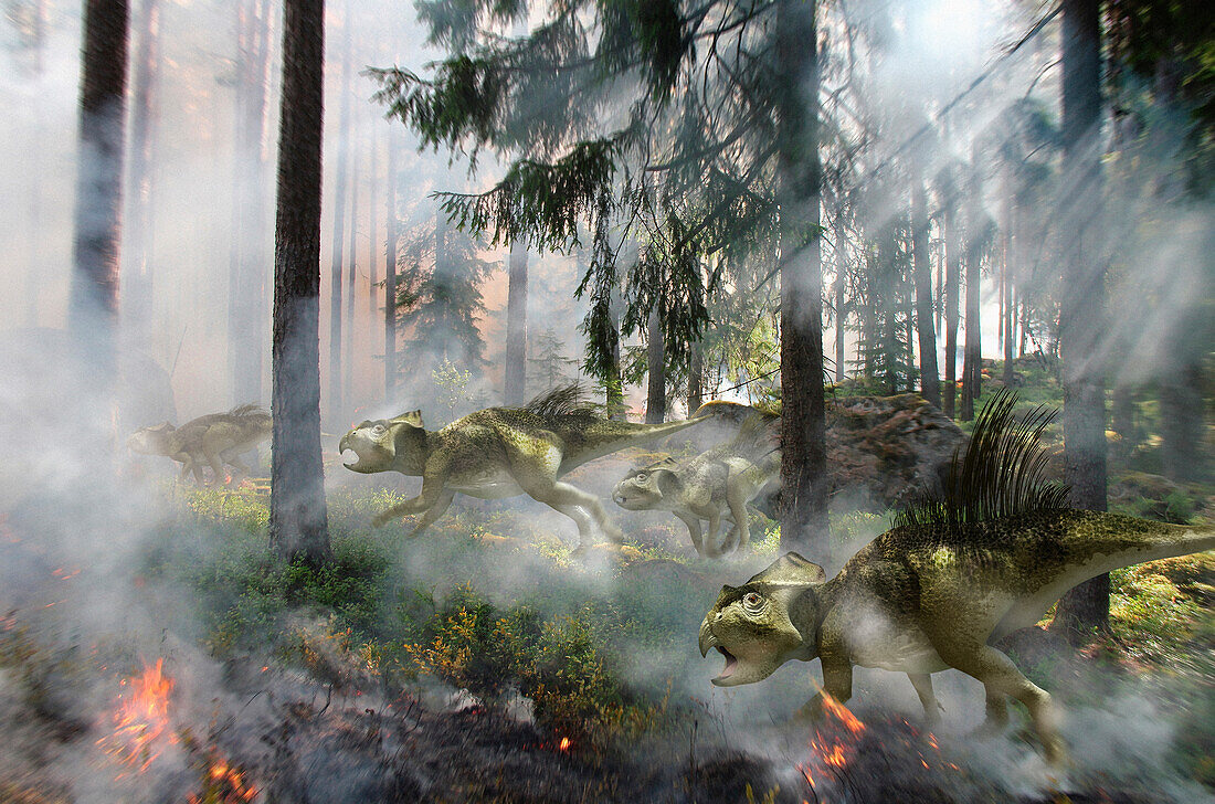 Ajkaceratops herd running towards fire, illustration