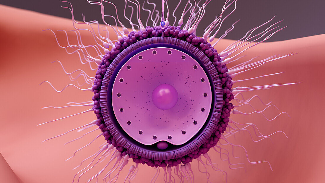 Egg cell surrounded by sperm cells, illustration