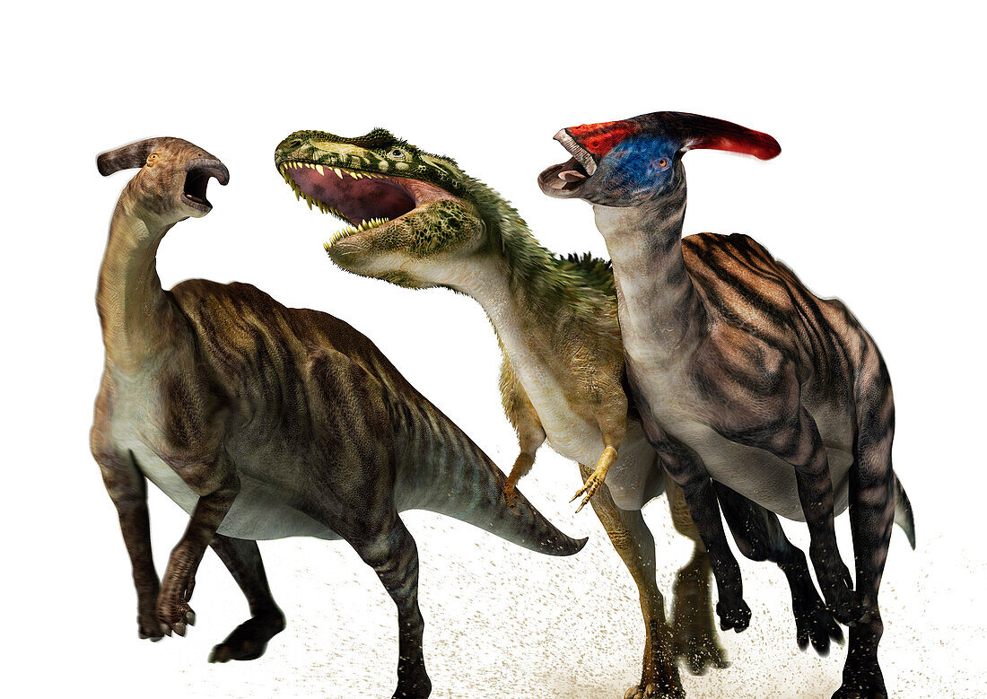 Tyrannosaurid chased by two Parasaurolophus, illustration