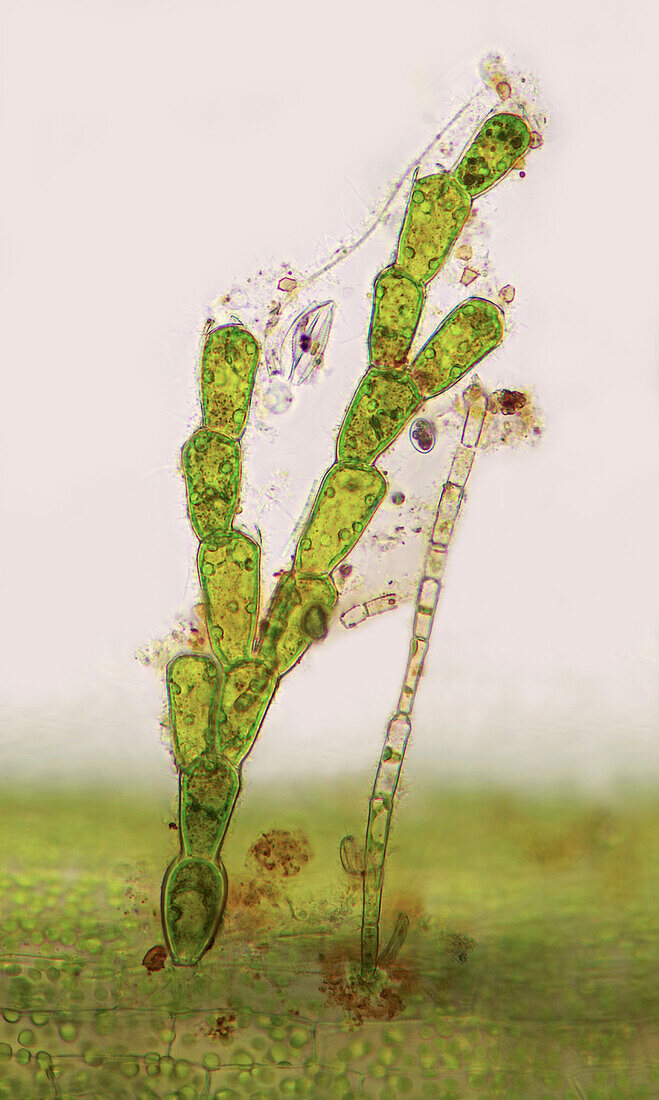 Algae settled on Myriophyllum sp., light micrograph