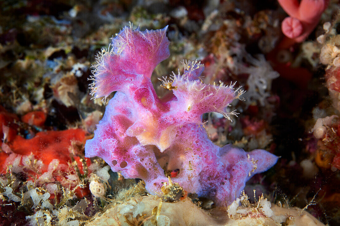 Bryozoan colony overgrown by a sponge