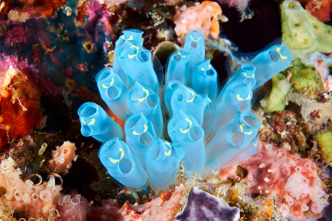 Sea squirt