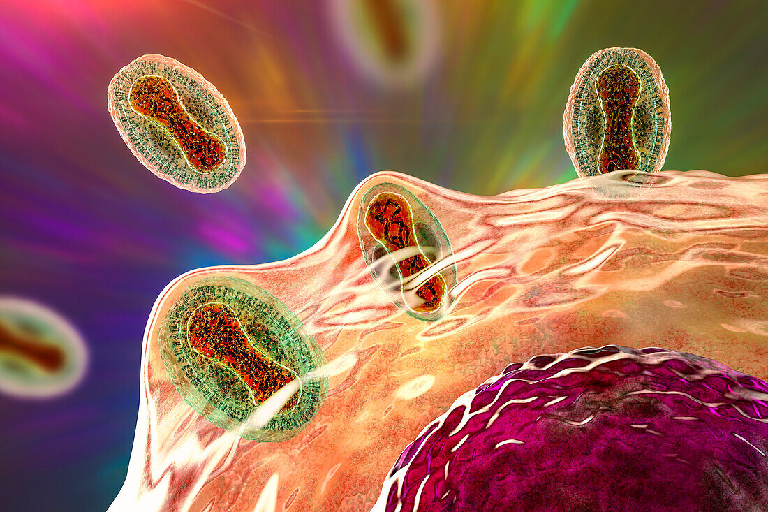 Monkeypox viruses infecting human cell, illustration