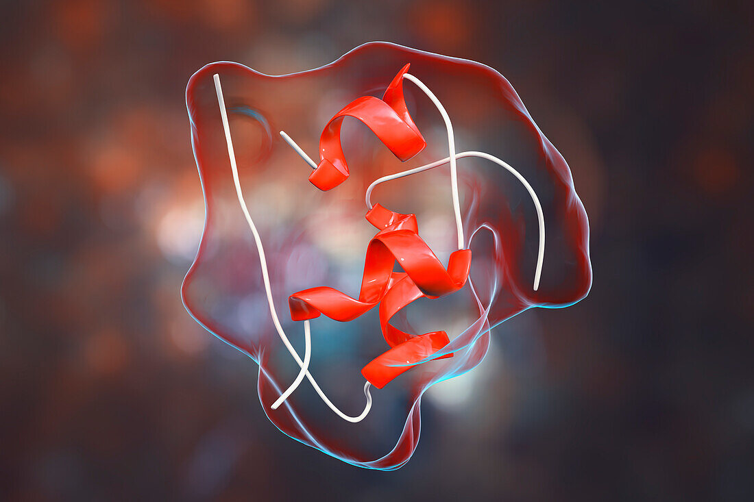 Insulin molecule, illustration