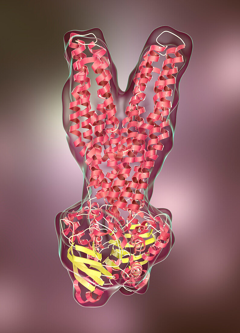 Multidrug transporter molecule, illustration