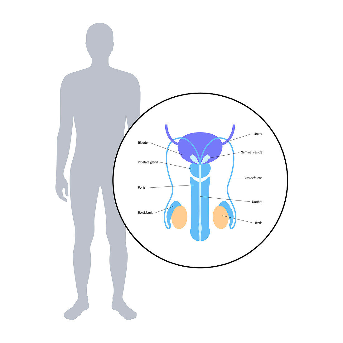 Male reproductive system, illustration