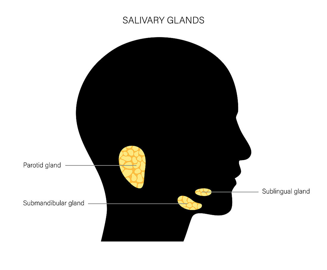 Salivary glands, illustration