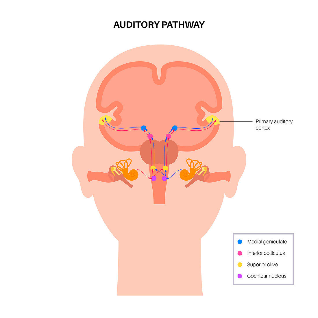 Auditory pathway, illustration