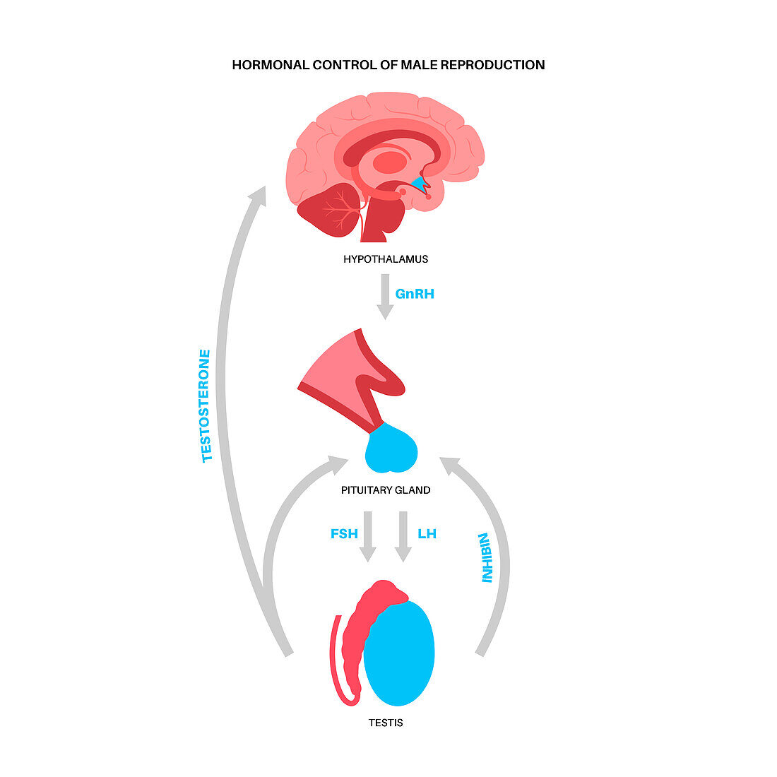 Male reproductive hormones, illustration