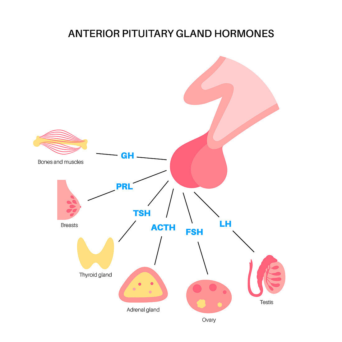 Pituitary gland hormones, illustration