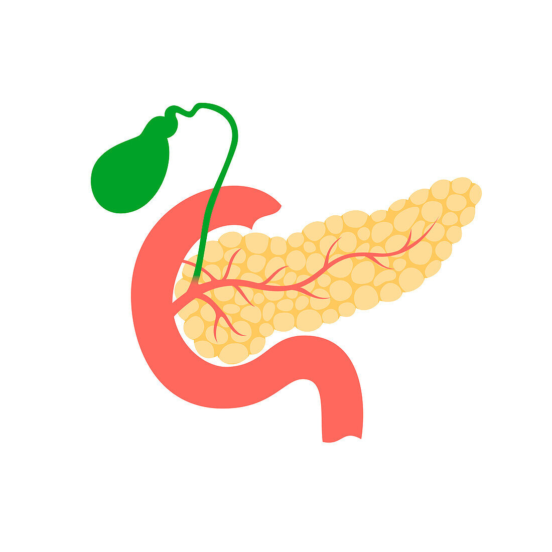 Pancreas and gallbladder, illustration