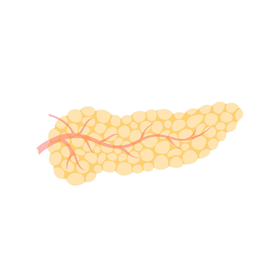 Pancreas, illustration