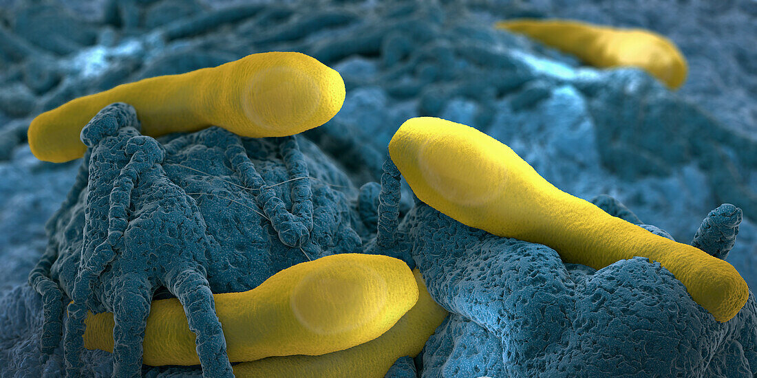 Clostridium botulinum growing on tissue, illustration