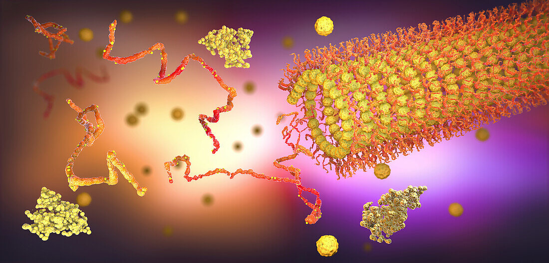 Protein folding, illustration