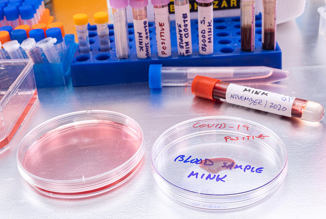 Mink blood samples for Covid-19 testing, conceptual image