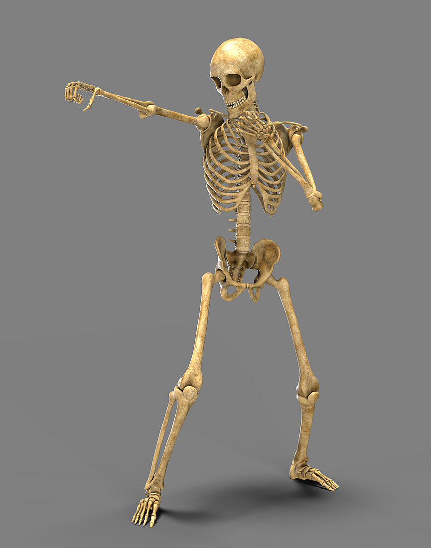 Skeleton boxing, illustration