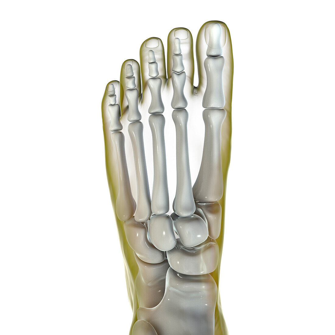 Human foot anatomy, illustration.
