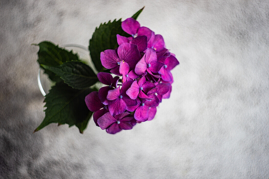 Nahaufnahme von lila Hortensienblüten