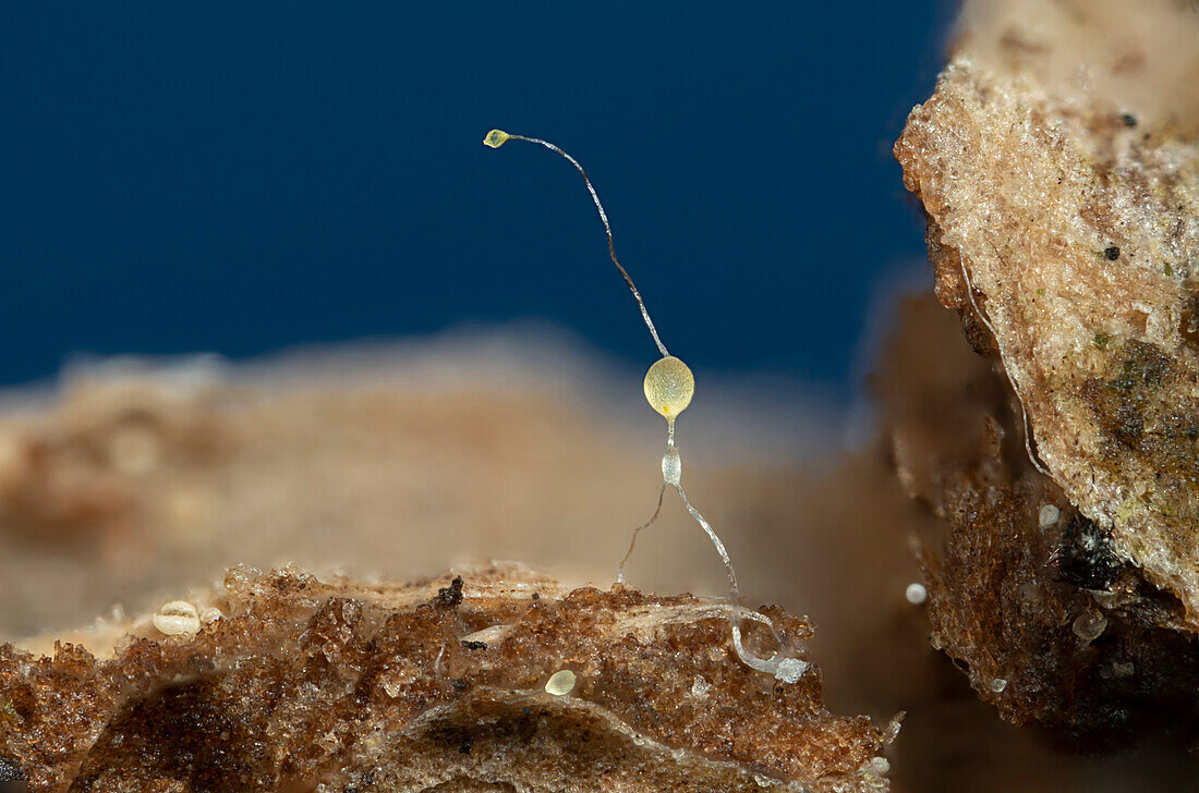 Amoeba fruiting body, light micrograph