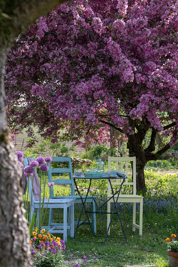 Seats in the garden under flowering ornamental apple tree 'Rudolph' (Malus)