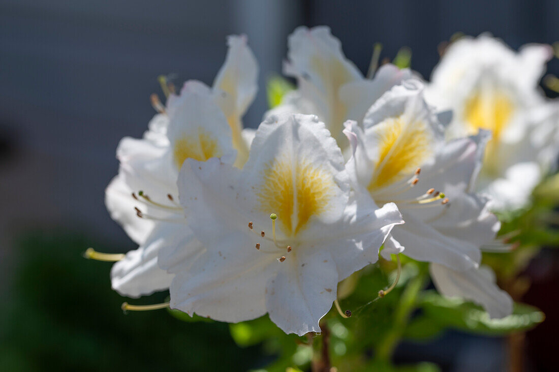 Deciduous azalea 'Snow Gold' (Rhododendron luteum)