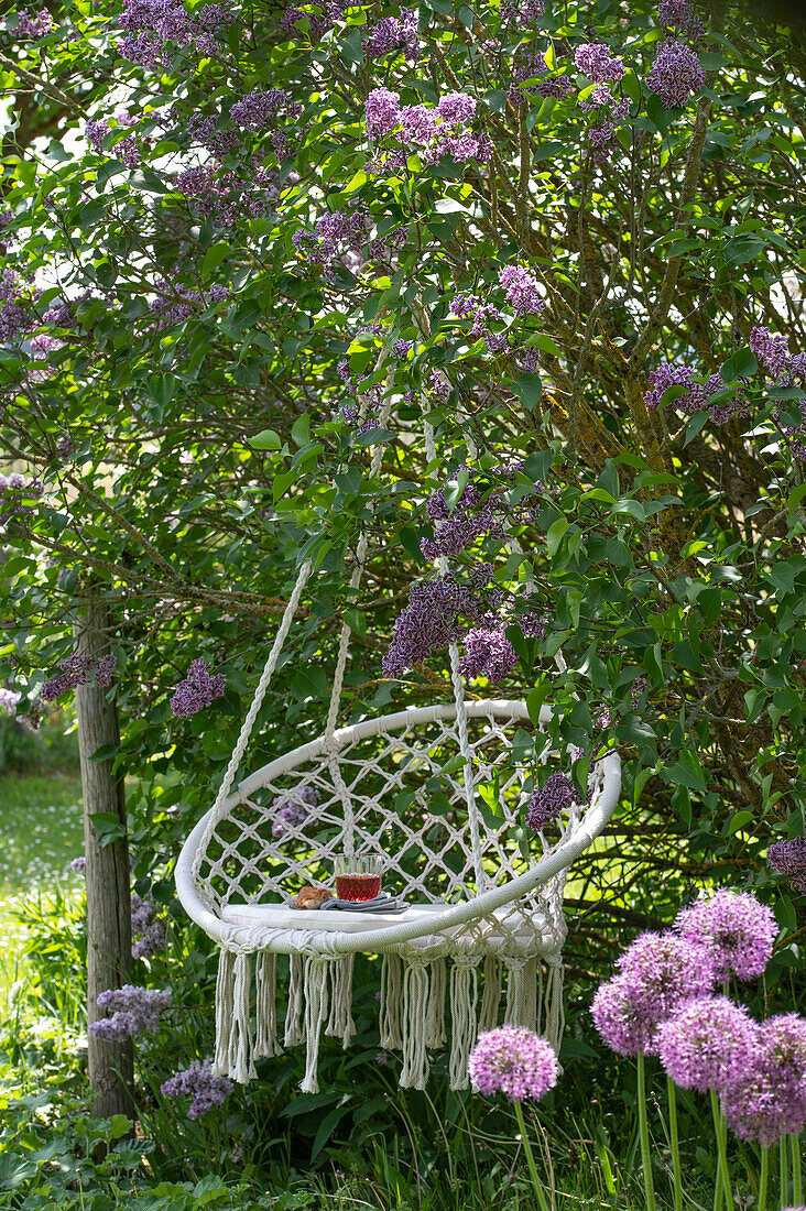 Flowering lilac and allium in front of a hanging chair in the garden
