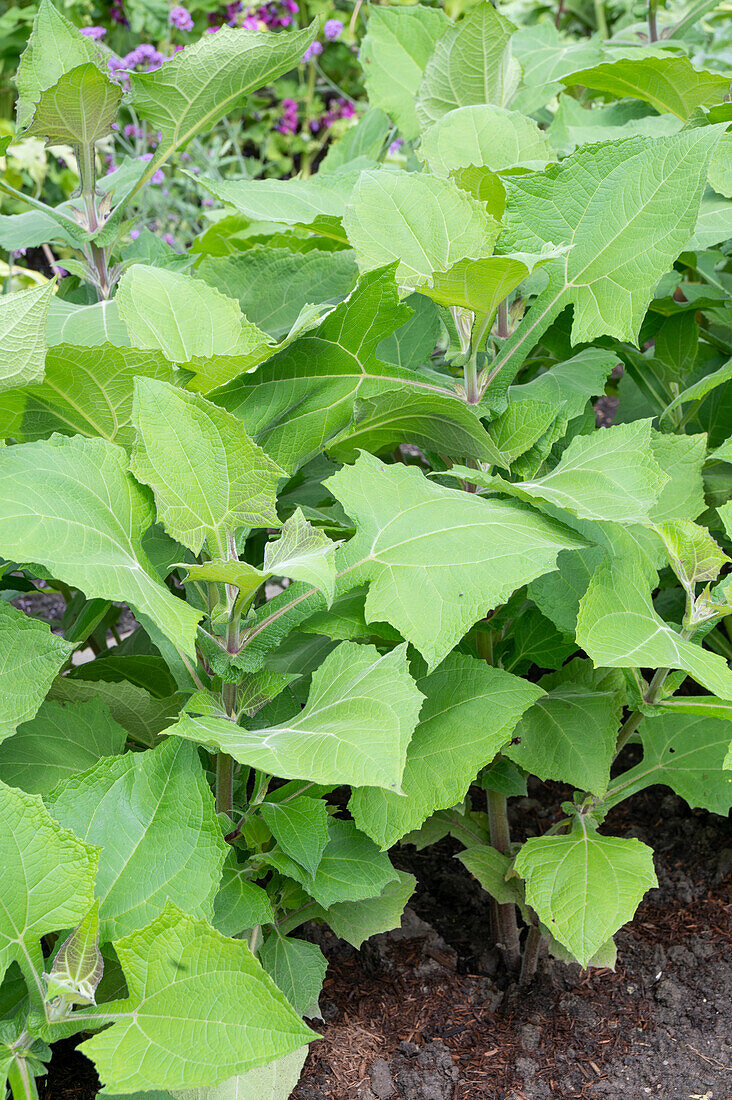 Vegetable patch with yacon plant, Yacón (Polymnia sonchifolia)